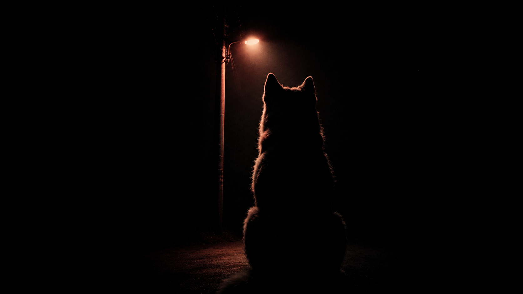 人面犬